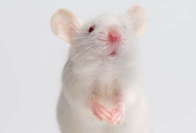 اكتشاف سلاح لمكافحة الجرذان في اميركا