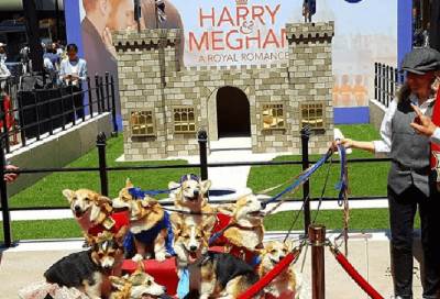 بالصور .. الكلاب تتزين بطريقة ملفتة في زفاف الأمير هاري وميجان ماركل
