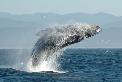 حوت يموت بسبب البلاستيك