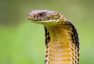 سم الأفاعى لديه نفس تأثير البوتكس فى التغلب على التجاعيد