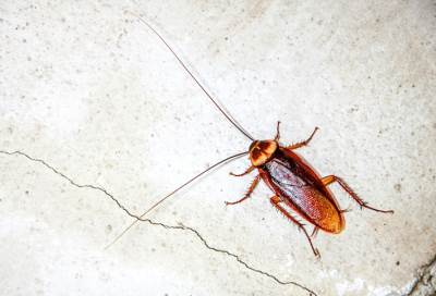 ماهو حليب الصرصور وهل علي الإنسان أن يجربه؟