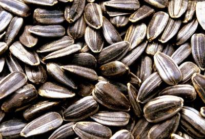 للرجال فقط .. تناول "اللب السوري" قبل العلاقة الحميمة مباشرةً