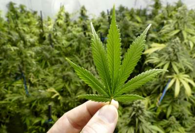 "زيت الحشيش" يُصرف بـ "روشتات العلاج" في بريطانيا