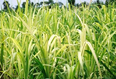 تعرفي على فوائد عصير قصب السكر