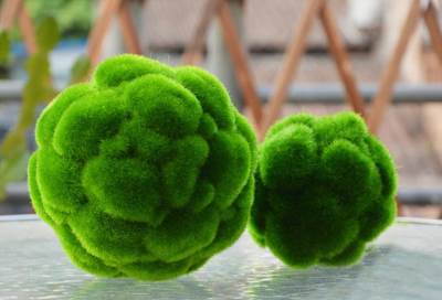 اكتشاف مسحوق مصنوع من الطحالب يساعد فى خفض ضغط الدم