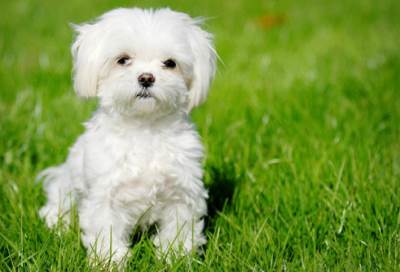 وفاة أمريكية بداء الكلب بعد تعرضها للعض من جرو