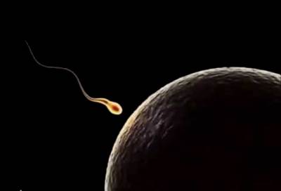 هذه شروط يفرضها جسد المرأة على الحيوانات المنوية لحدوث التخصيب .. تعرفى عليها؟