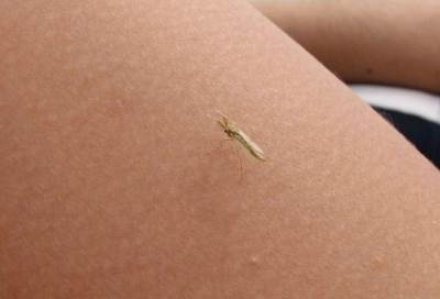 مليار شخص سيتعرضون للأمراض بسبب ارتفاع درجات الحرارة وانتشار البعوض