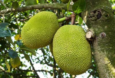 ماهي فاكهة الكاكايا ولماذا تعتبر بديل جديد للحوم؟