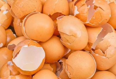 أطباء يستخدمون قشر البيض لإعادة نمو عظام وأسنان المرضى