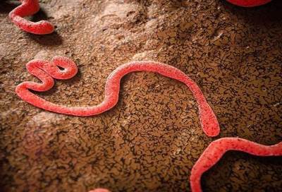 استخدام المزيد من المساعدات الأمريكية لمكافحة فيروس الإيبولا