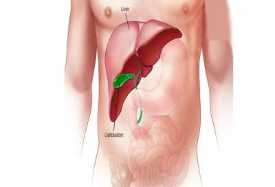 اكتشاف خلايا جديدة قد تغني عن زراعة الكبد