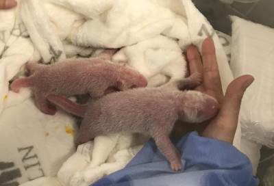 ألمانيا تحتفل بولادة أول صغيرين لباندا عملاقة