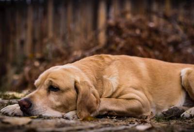 داء الكلب يؤدى لوفاة 59 ألف شخص فى أنحاء العالم سنويا