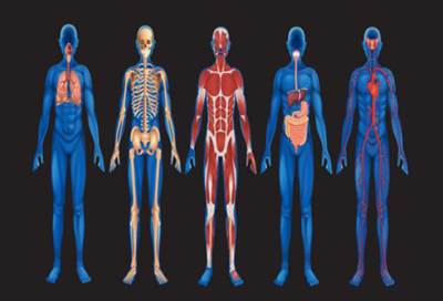 هل يتغير جسم الإنسان بالكامل كل سبع سنوات؟