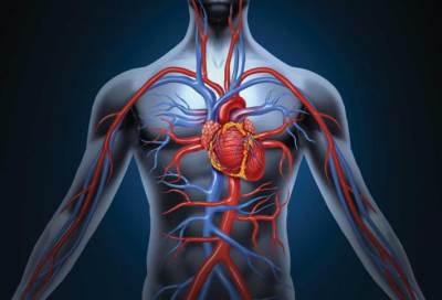 طرق طبيعية لتنقية الشرايين فى الجسم .. تعرفي عليها