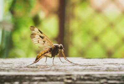 لماذا تصابين دائما بلدغات الباعوض ؟