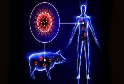 الأشخاص الأكثر عرضة للإصابة بأنفلونزا الخنازير .. وهكذا أحمى نفسك