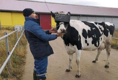 روسيا تخصص أجهزة الواقع الإفتراضى للأبقار لتخفيف القلق..!