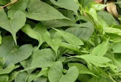 نبات سحري يحول الشعر الأبيض إلى لونه الطبيعي .. تعرف عليه