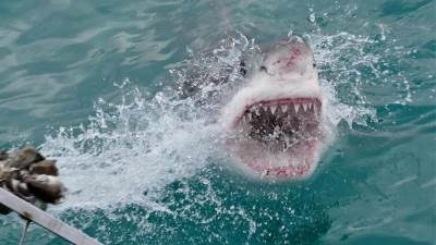 بالفيديو .. شرطي ينقذ طفلا من سمكة قرش في شواطئ فلوريدا 