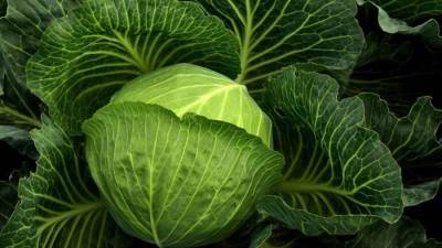 دراسة: "الكرنب" يساعد في محاربة فيروس"كورونا"