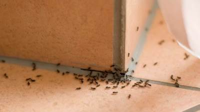 تخلصي من النمل نهائيا بهذه الحيّل السحرية!