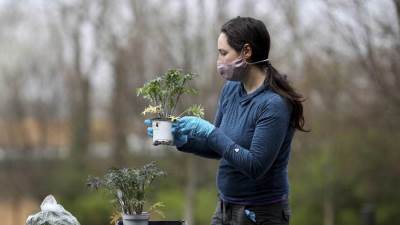 فرنسا تبتكر كمامات من ألياف القنب لمكافحة كورونا