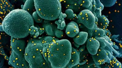 خبر سار .. علماء ألمان يتوصلون لأجسام مضادة شديدة الفعالية ضد كورونا لإنتاج لقاح سريع