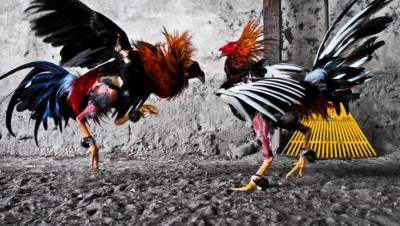 ديك "مصارع" يقتل ضابط اثناء تأدية عمله