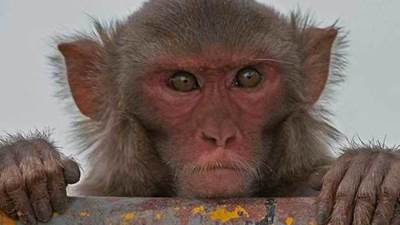 علماء يكشفون سبب سرقة القرود للمقتنيات ومطالبة أصحابها بفدية