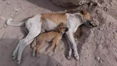 ليس لشراسته.. الإفتاء تبيح قتل الحيوانات لسبب واحد.. فما هو؟