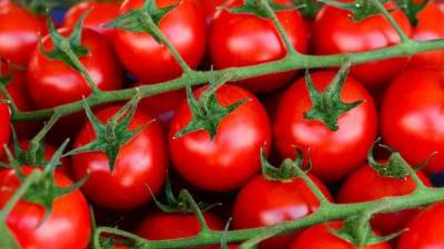 تعرفي على طريقة تخزين الطماطم في الشتاء