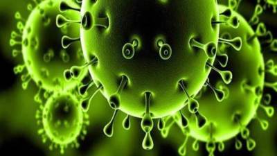 بعد وفاة شبلي نمر.. هل أصبحت الحيوانات ضحايا فيروس كورونا؟