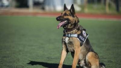 بالفيديو .. إقالة ضابط بسبب كلب!