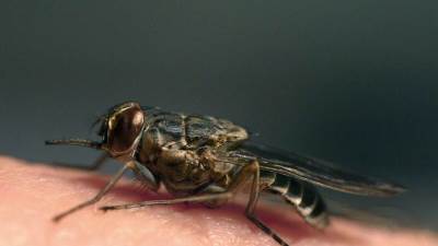 بالفيديو .. ابتكار طائرة مسيرة بحجم الذبابة 