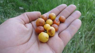 النبق علاج طبيعي للمشاكل الصحية