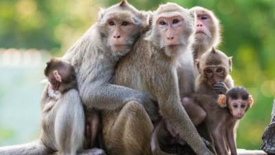  قرْدة تهاجم فتاة وتمزقها حتى وفاتها