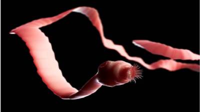 كل ماتريد معرفته عن الدودة الشريطية!