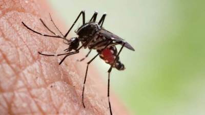 معلومات لا تعرفها عن مرض الملاريا .. فى عيدها العالمي