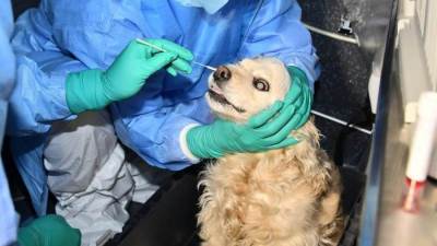 دراسة: العثور على نوع جديد من فيروس كورونا المستجد في الكلاب!