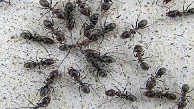 طرق التخلص من نمل الصيف بمكونات بيتك