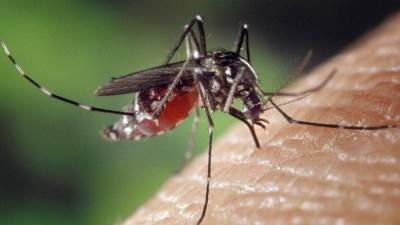 أفضل الطرق للحماية من البعوض