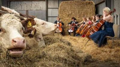 بالفيديو .. عازف تشيلو يقدم موسيقاه إلى جمهور من الأبقار