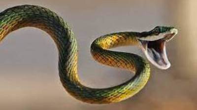 ثعبان يلدغ مسناً في منطقة حساسة أثناء جلوسه على المرحاض!