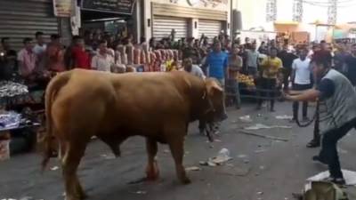 شاهد العجول الهربانة في أول أيام عيد الأضحى | على تويتر