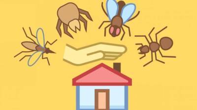 طرق التخلص من الحشرات الزاحفة بالمنزل