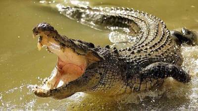 بالفيديو .. تمساح يصطاد طائرة دون طيار