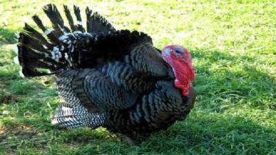 بالفيديو .. ديك رومي ينقر مراسلة تلفزيونية ويثير موجه من الضحك