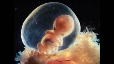 هل تبكي الأجنة في الرحم؟